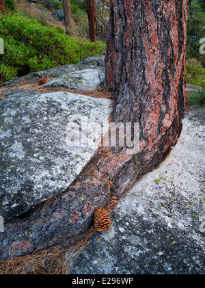 Ponderosa Pinie in Granit Felsen Riss wachsen zu kämpfen. Lake Tahoe, Kalifornien/Nevada Stockfoto