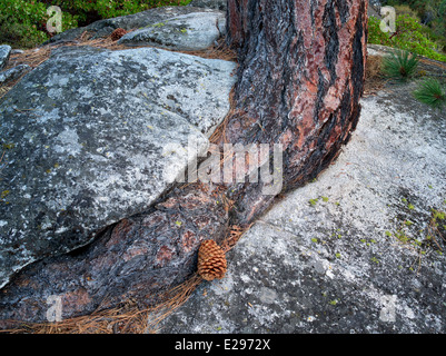 Ponderosa Pinie in Granit Felsen Riss wachsen zu kämpfen. Lake Tahoe, Kalifornien/Nevada Stockfoto