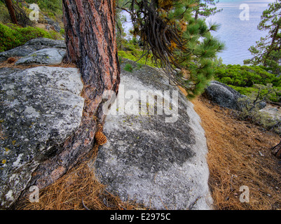 Ponderosa Pinie, in Granit Felsen Riss und Lake Tahoe wachsen zu kämpfen. Lake Tahoe, Kalifornien/Nevada Stockfoto