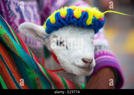Ein Lamm in einem traditionellen Outfit in der Plaza de Armas in Cusco, Peru, Südamerika Stockfoto