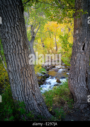 McGee Creek mit fallen farbige Pappeln. Östlichen Berge der Sierra Nevada, Kalifornien Stockfoto