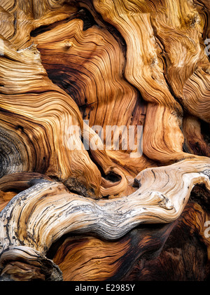 Knorrige freiliegende Wurzeln der Bristlecone Kiefer. Ancient Bristlecone Pine Forest, Inyo County, Kalifornien