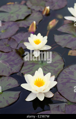 Nymphaea. Gelbe Seerose blüht. Stockfoto