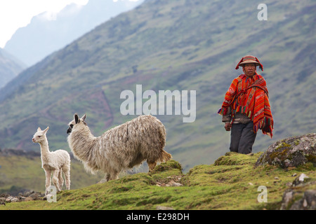 Ein indigenen Quechua-Mann mit seinem Alpakas im Lares Tal hoch in den Anden in Peru Stockfoto