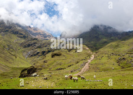 Einen Ausblick in die Lares Tal hoch in den Anden in Peru mit einer Herde von Alpakas Stockfoto