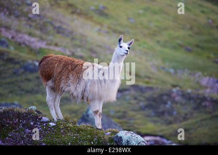 Eine stolze Lama wacht über seine Herde im Lares Tal hoch in den Anden in Peru, Südamerika Stockfoto