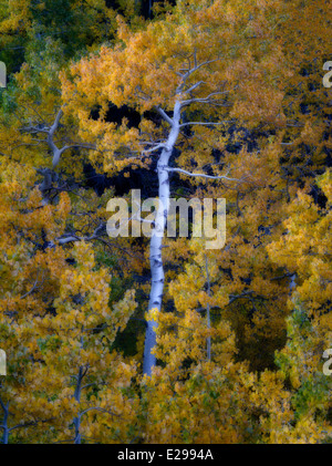 Espe Bäume in Herbstfarben, Eastern Sierra Nevada Mountains, Kalifornien Stockfoto