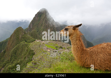 Schöne und geheimnisvolle Machu Picchu, die verlorene Stadt der Inkas, in den peruanischen Anden, bei Sonnenaufgang. Stockfoto