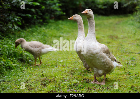 Ein paar von Brecon Buff Gänse mit Jugendkriminalität, Beweidung, Nahrungssuche, Wales, UK Stockfoto