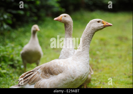 Ein paar von Brecon Buff Gänse mit Jugendkriminalität, Beweidung, Nahrungssuche, Wales, UK Stockfoto