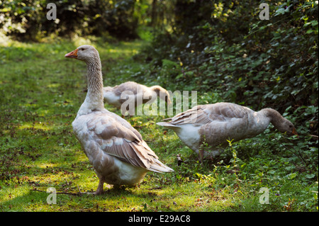 Ein paar von Brecon Buff Gänse mit Jugendkriminalität, Beweidung, Nahrungssuche, Wales, UK Stockfoto