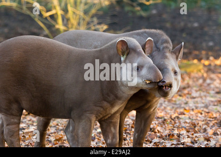 Zwei Südamerikanischen Tapire oder brasilianischen Tapire (Tapirus terrestris) auf Laub zusammen Stockfoto