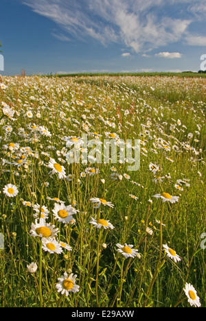 Feldrändern Wildblumen überlassen, anstatt Kulturen im Jahresabstand variieren können, ist dieser Streifen von Ox Auge Gänseblümchen übernommen. Stockfoto