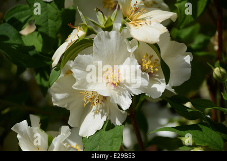 Nahaufnahme von duftenden weißen Blüten der Mock Orange (Philadelphus) Stockfoto