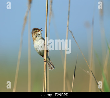 Paddyfield Warbler [Acrocephalus Agricola] - im Sinoe, Rumänien Stockfoto