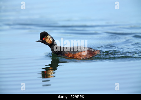 Schwarzhalstaucher [Podiceps Nigricollis] Stockfoto