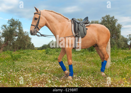 Equestrian Center "El Acebuche" - Tan Pferd, Bollullos De La Mitacion, Provinz Sevilla, Region von Andalusien, Spanien, Europa Stockfoto