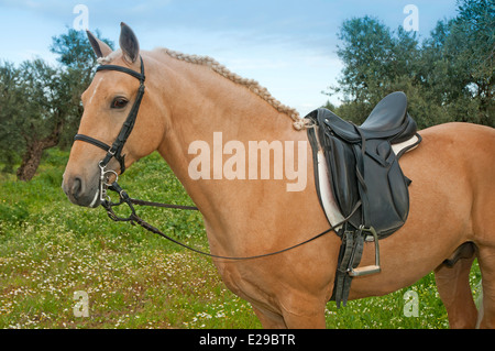 Equestrian Center "El Acebuche" - Tan Pferd, Bollullos De La Mitacion, Provinz Sevilla, Region von Andalusien, Spanien, Europa Stockfoto