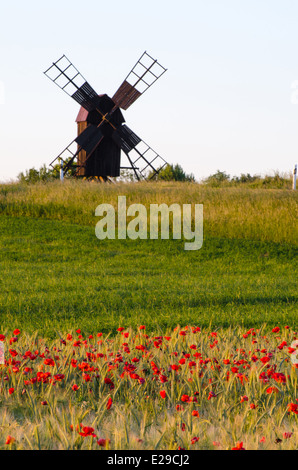 Mohnfeld vor einer alten Windmühle auf der schwedischen Insel Öland Stockfoto