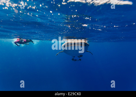 Aus nächster Nähe sehen Sie den Walhai, Rhincodon Typus, sich nähernden Taucherfotografen Stockfoto