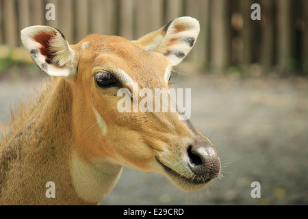 Rotwild close-up Stockfoto