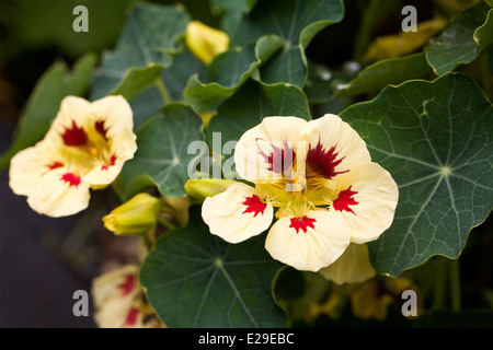 Tropaeolum Majus "Pfirsich Melba". Kapuzinerkresse. Stockfoto