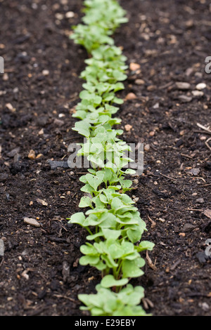 Raphanus Sativus. Reihe von Rettich-Keimlinge. Stockfoto