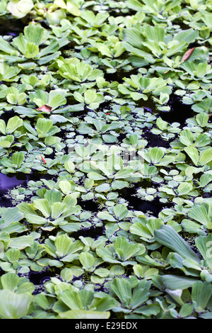 Wassersalat (pistia stratiotes) invasive Arten, die auf der Oberfläche