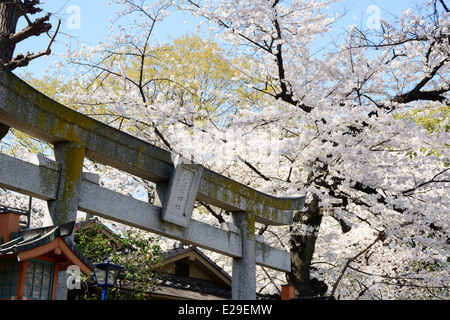 Kirschblüten am Kamichama Inari Schrein, Taito, Tokyo, Japan Stockfoto