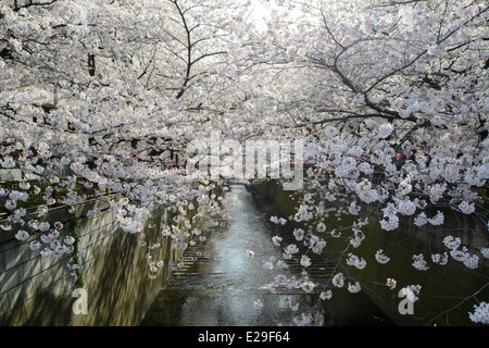 Kirschblüten am Meguro River, Meguro, Tokyo, Japan Stockfoto