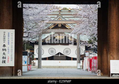 Yasukuni-Schrein und Kirschblüten Bäume, Chiyoda, Tokio, Japan Stockfoto