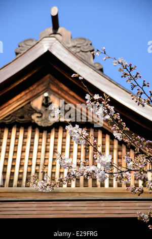 Zweig der Kirsche blüht Bäume am Yasukuni-Schrein, Chiyoda, Tokio, Japan Stockfoto