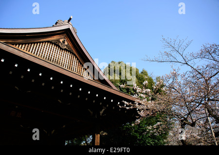 Kirschblüten Bäume am Yasukuni-Schrein, Chiyoda, Tokio, Japan Stockfoto