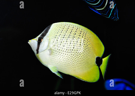 Eine Hirse Butterflyfish auf die Oregon Coast Aquarium in Newport, Oregon. Stockfoto