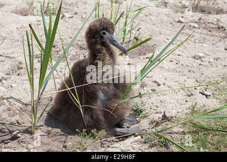 Laysan Albatross Hühnerunterkunft in Bunch Grass (Eragrostis variabilis), neu von Freiwilligen angepflanzt, Teil eines Projekts zur Wiederherstellung von Küstenlebensräumen Stockfoto