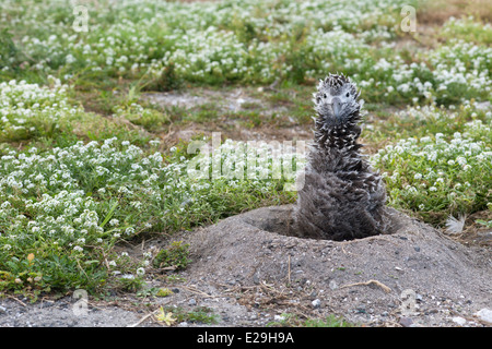 Laysan Albatrosse Küken (Phoebastria immutabilis) im Nest durch ein Feld von süßen Alyssum Blumen thront (Lobularia maritima) Stockfoto