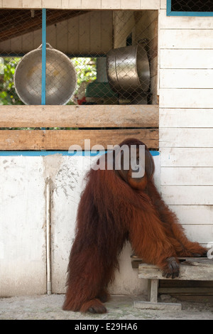 Wilder Orangutan (Pongo pygmaeus) reifer Mann, der vor der Mitarbeiterküche in Camp Leakey, Borneo, Indonesien, steht Stockfoto