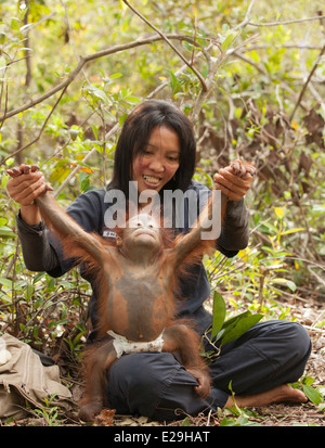 Ein Jahr alter Orang-Utan mit einer lächelnden Pflegekraft, die in Borneo ein Spiel im Regenwald genießt, um sich auf die Entlassung in die Wildnis vorzubereiten Stockfoto