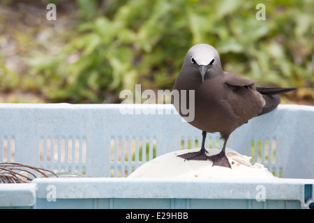 Brown Noddy, gewöhnlicher Noddy (Anus stolidus pileatus), der auf Meeresschutt aus Plastik thront, der auf den Hawaiianischen Inseln zur Entsorgung gesammelt wurde Stockfoto