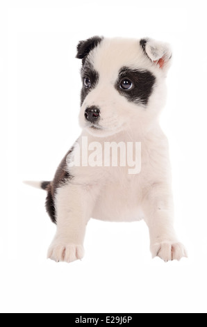 bezaubernde Border Collie Welpen sitzen auf weiß Stockfoto