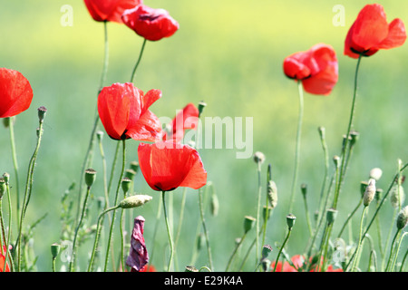 wilde rote Mohnblumen auf Wiese über grüne und gelbe schönen natürlichen Hintergrund Stockfoto