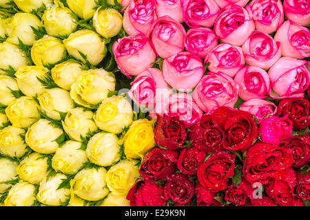 Schöne Rosen mit Regentropfen Stockfoto