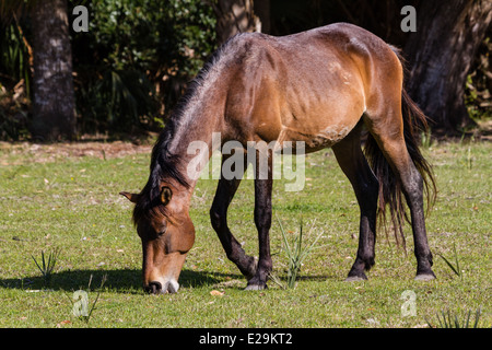 Wilde wilde Pferde, Cumberland Island National Seashore, Georgia Stockfoto