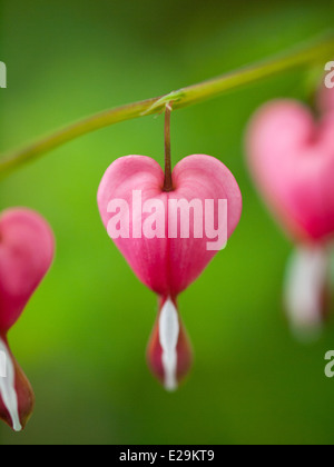 Schöne Tränendes Herz (Lamprocapnos Spectabilis) Blumen im Frühjahr. Stockfoto