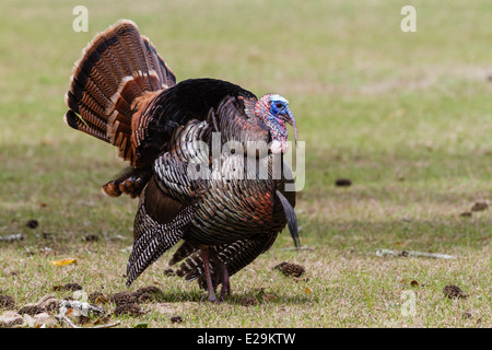 Wilde männliche Türkei (Meleagris Gallopavo) Zucht Display, Cumberland Island National Seashore, Georgien Stockfoto