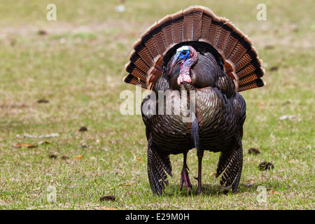 Wilde männliche Türkei (Meleagris Gallopavo) Zucht Display, Cumberland Island National Seashore, Georgien Stockfoto