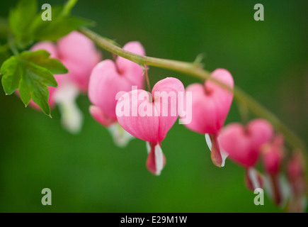 Schöne Tränendes Herz (Lamprocapnos Spectabilis) Blumen im Frühjahr. Stockfoto