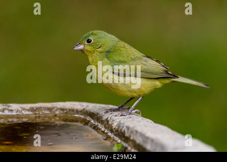 Weibliche Painted Bunting (Passerina Ciris) thront auf einem Vogelbad. Stockfoto