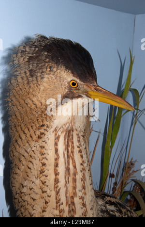 Eine gefüllte Rohrdommel (Botaurus Stellaris) montiert von Präparator Thomas Gunn von Norwich, England. Stockfoto