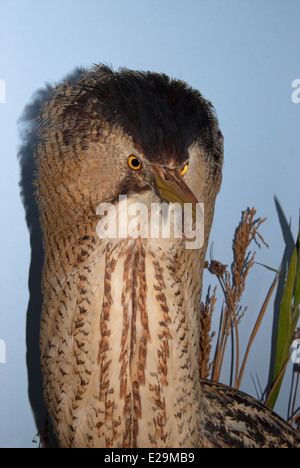 Eine gefüllte Rohrdommel (Botaurus Stellaris) montiert von Präparator Thomas Gunn von Norwich, England. Stockfoto